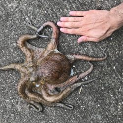 中タコ、スーツバ