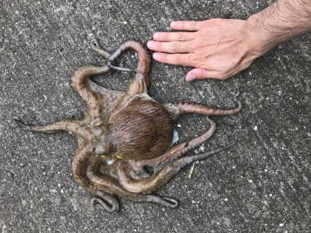 中タコ、スーツバ