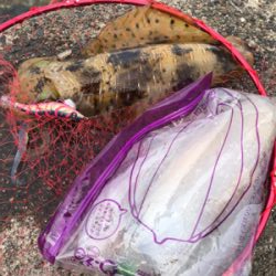 久しぶりに釣れた