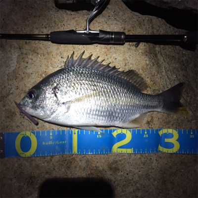 淀川ブリームゲーム つ抜け