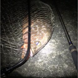 キジハタ、マゴチ狙い