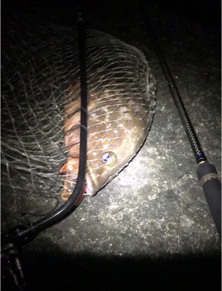 キジハタ、マゴチ狙い