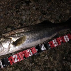 円山川シーバス