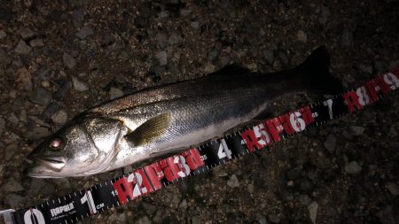 円山川シーバス