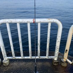 今シーズン初青物