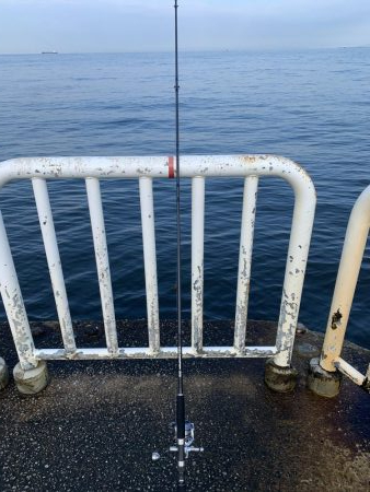 今シーズン初青物