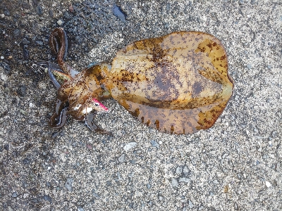 激濁りの後、、、