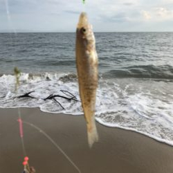 キス釣りたいのに‼️