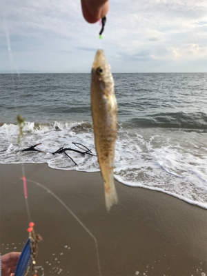 キス釣りたいのに‼️