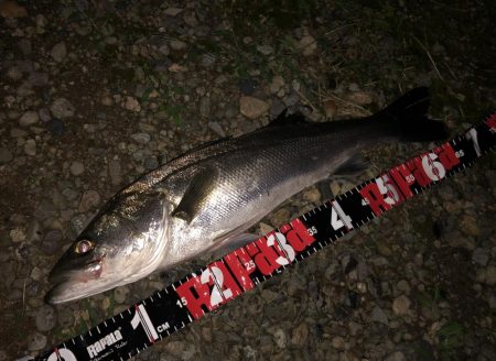 円山川シーバス