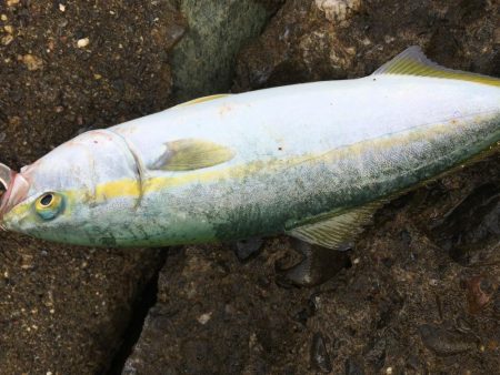 千田漁港でメジロ