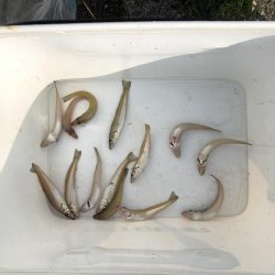 ちょい投げ キス