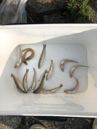 ちょい投げ　キス