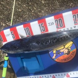 マイクロショアジギングでカツオ?