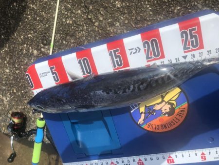 マイクロショアジギングでカツオ?