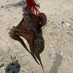 ちょっとタコ・アジ探し♪