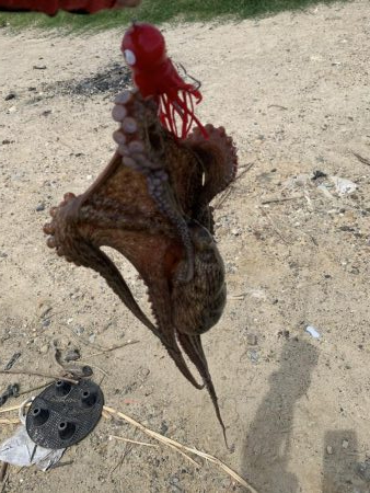 ちょっとタコ・アジ探し♪