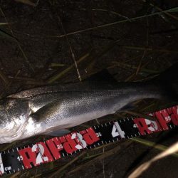 円山川シーバス