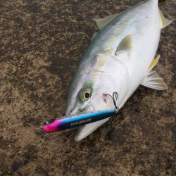 青物トップゲーム