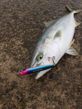 青物トップゲーム