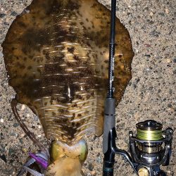 春烏賊まだ居ます