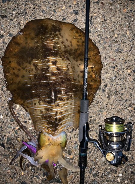 春烏賊まだ居ます