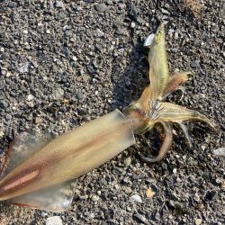 アオリの名残り