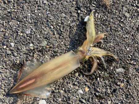 アオリの名残り