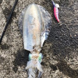 県南遠征朝まずめ