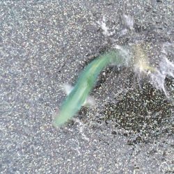 モジャコーワカシ