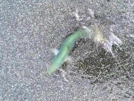 モジャコーワカシ