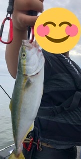 午前のボイルでワカシ