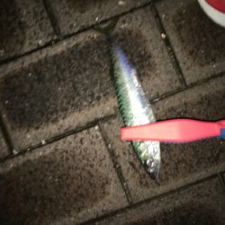 アジやメバルの舞踊り