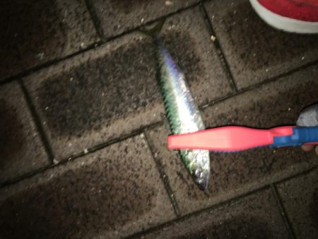 アジやメバルの舞踊り