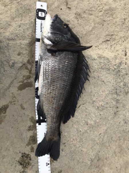 イチノ兄弟、釣果！