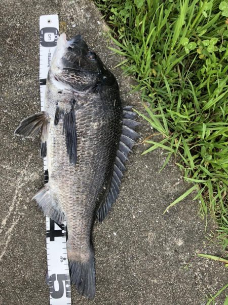 イチノ兄弟、釣果！