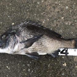 イチノ兄弟、釣果！