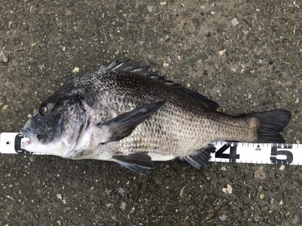 イチノ兄弟、釣果！