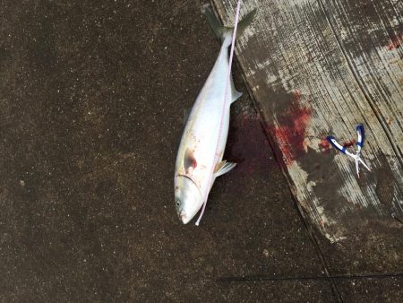 神戸空港メジロ