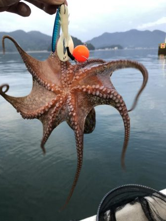 タコ＆キス釣り