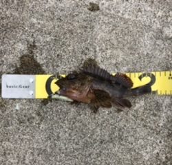 キジハタ狙いで