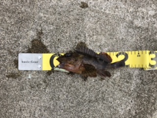 キジハタ狙いで