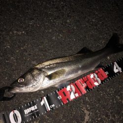 円山川シーバス