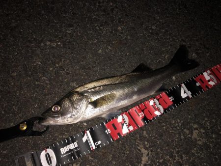 円山川シーバス