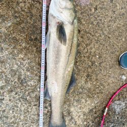 初シーバスは75cm！