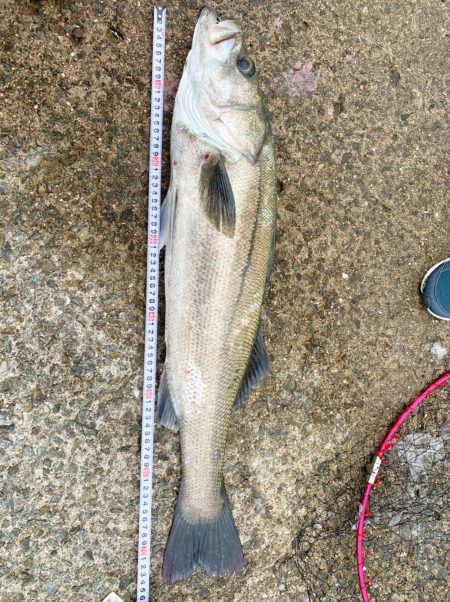 初シーバスは75cm！