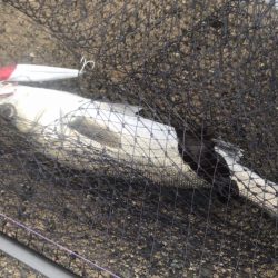 おNewタックル鱗付け