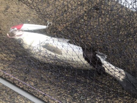 おNewタックル鱗付け