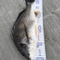 久しぶりにオキアミフカセにて