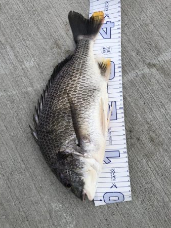 久しぶりにオキアミフカセにて